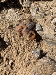 Smeringurus vachoni