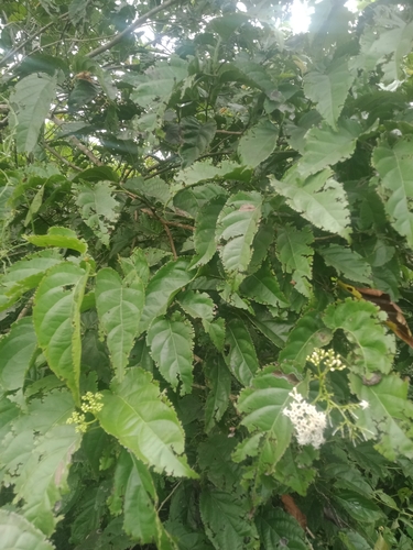 Ehretia philippinensis iNat (1)