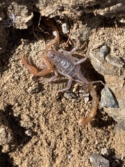 Smeringurus vachoni