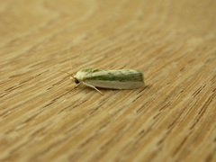 Earias huegeliana