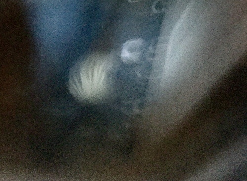 iNaturalist observation photo of Western Spotted Skunk