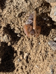 Smeringurus vachoni