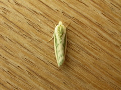 Earias huegeliana