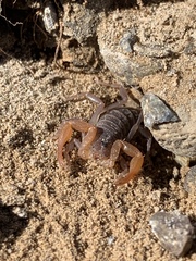 Smeringurus vachoni
