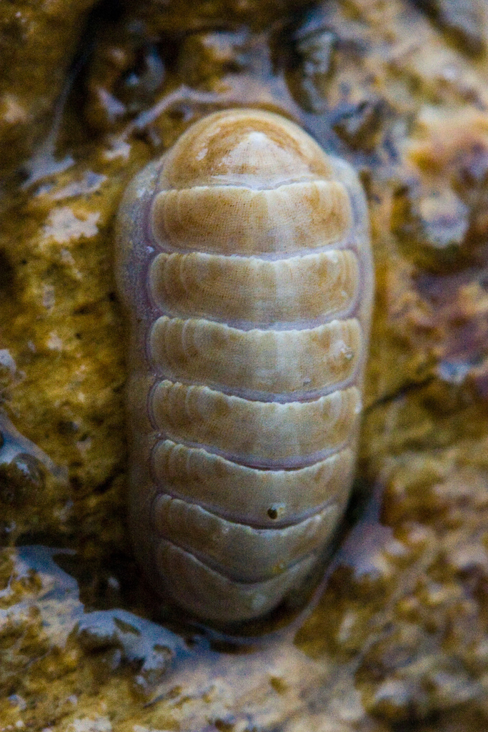 dwarf chiton