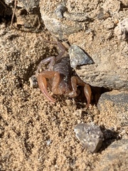 Smeringurus vachoni