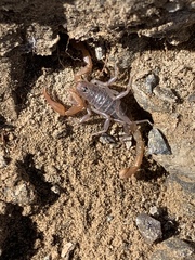 Smeringurus vachoni