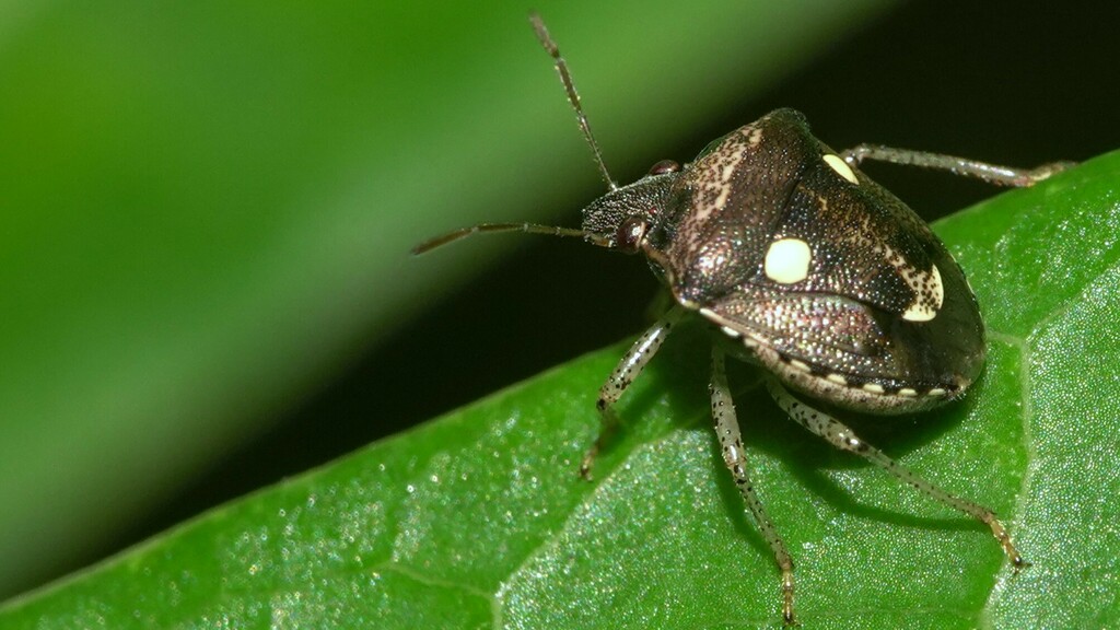 Eysarcoris montivagus from Thakur Village Road West, Evershine Phase 3 ...