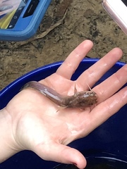 Noturus leptacanthus