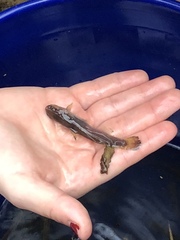 Noturus leptacanthus