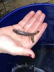 Noturus leptacanthus