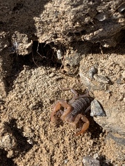 Smeringurus vachoni
