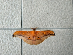 Antheraea formosana