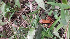 Mantidactylus