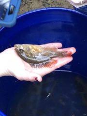 Lepomis punctatus