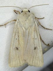 Agrotis vetusta
