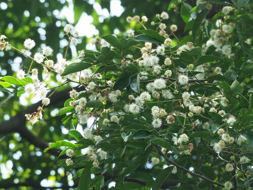 Image of Chinese Apes-Earring (Archidendron lucidum) by no rights reserved