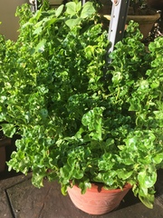 Alternanthera sissoo