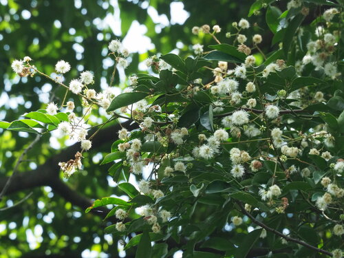 Image of Chinese Apes-Earring (Archidendron lucidum) by no rights reserved