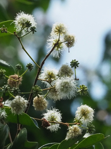 Image of Chinese Apes-Earring (Archidendron lucidum) by no rights reserved
