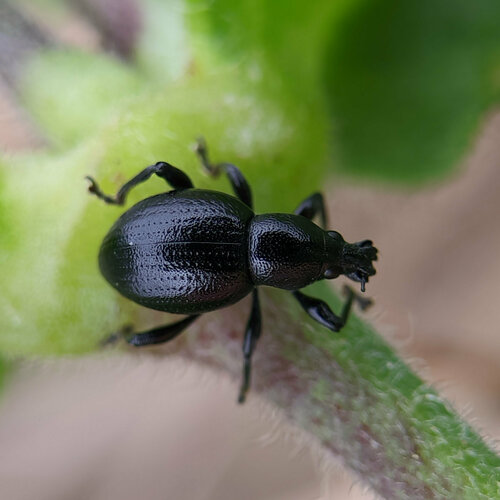 Otiorhynchus lirus