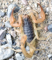 Smeringurus vachoni