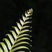 Oriental Blechnum - Photo no rights reserved, uploaded by 葉子