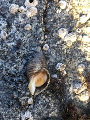 Nucella canaliculata