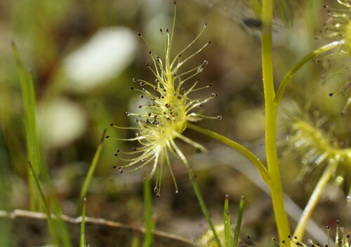 Image of Drosera hookeri by (c) Rod Lowther, some rights reserved (CC BY)