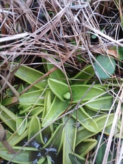 Pinguicula primuliflora