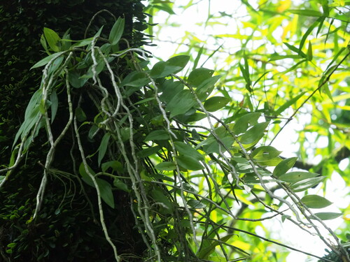 Image of Dendrobium aphyllum by no rights reserved