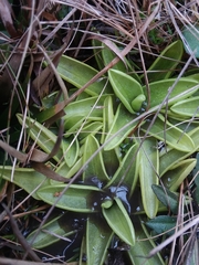 Pinguicula primuliflora