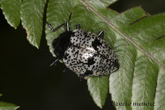 Cypherotylus adrianae