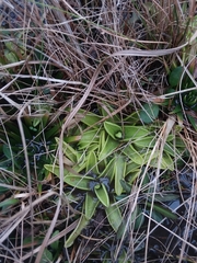 Pinguicula primuliflora