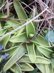 Pinguicula primuliflora