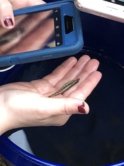 Percina nigrofasciata