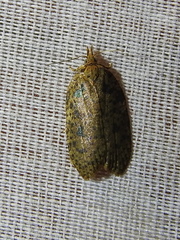 Polyortha