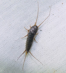 Allacrotelsa spinulata