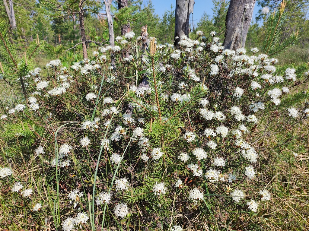 Labrador Marsh marsh Labrador tea from Южский р-н, Ивановская обл., Россия on May 27 ...