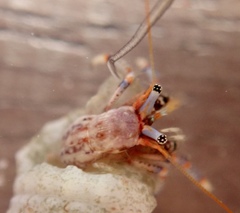 Clibanarius tricolor