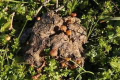 Psilocybe coprophila image