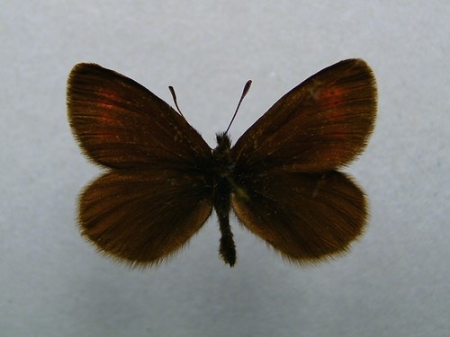 Eriphyle Ringlet