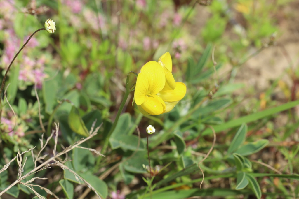 Sc Rattlepod Southern Rattlepod from Sandkraal, Overberg. on August 29, 2023 at 11: ...