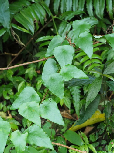 Image of Long Stephania (Stephania longa) by no rights reserved