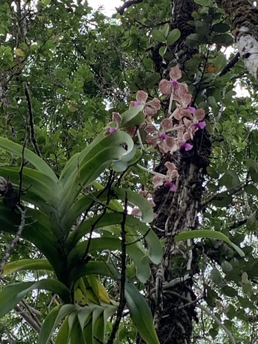 Vanda tricolor, 2023-08-30
