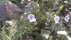 Nierembergia linariifolia