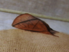Hemiceratinae