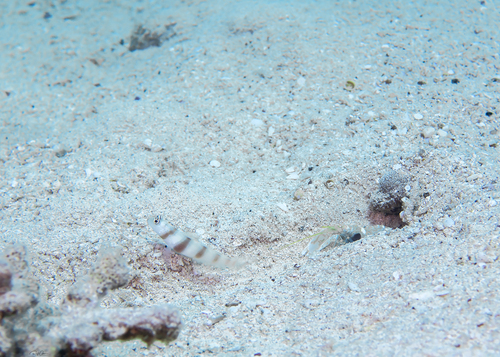 Amblyeleotris observed 2023-06-11