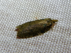 Polyortha