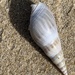 Agulhas Ploughshell - Photo (c) Danielle Frohlich, some rights reserved (CC BY-NC), uploaded by Danielle Frohlich